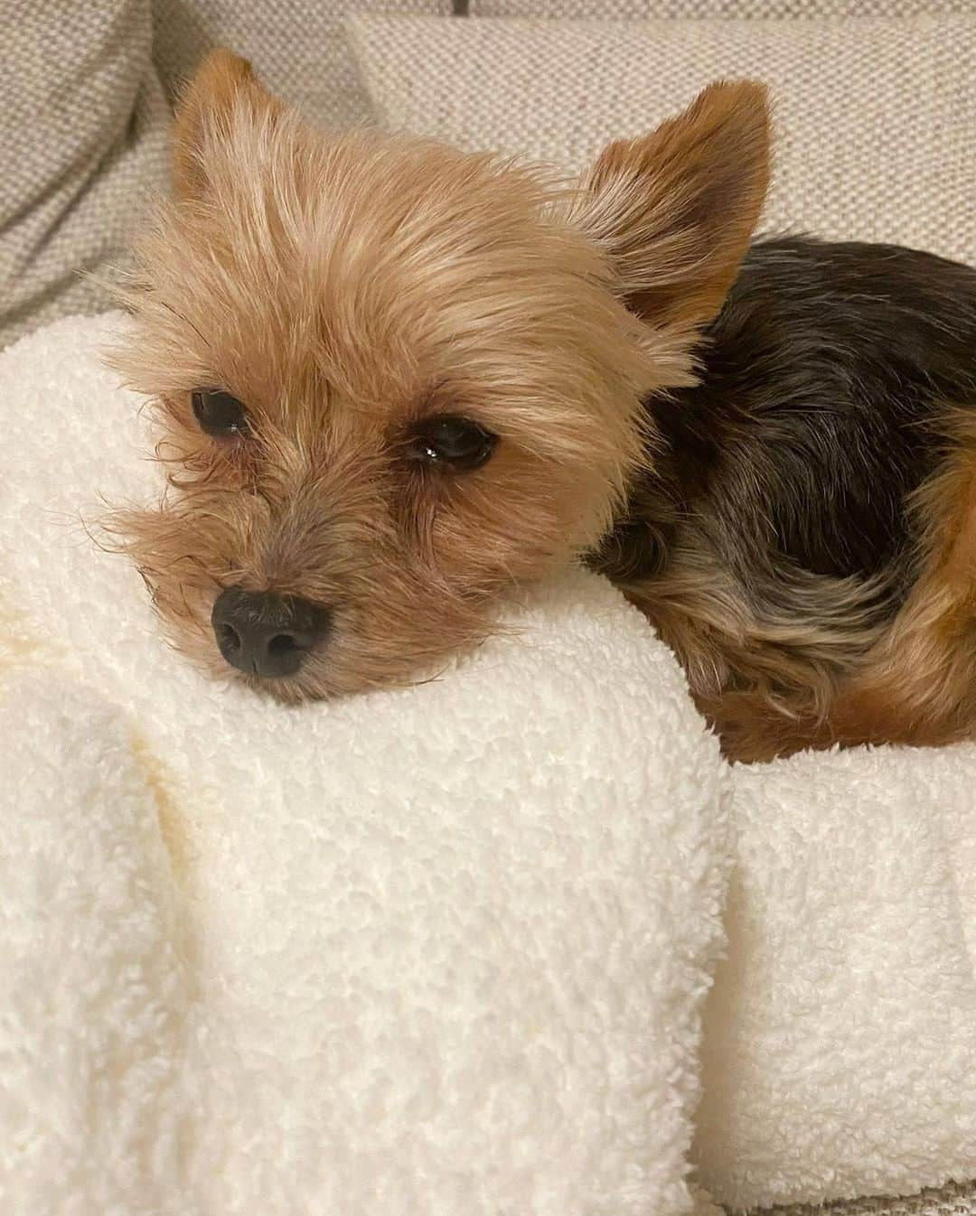 ririさんのインスタグラム写真 - (ririInstagram)「土日はりぼんもこんな感じ🐶💤  #love #happy #dog #yorkie #ヨーキー」10月1日 13時42分 - riri.ribon