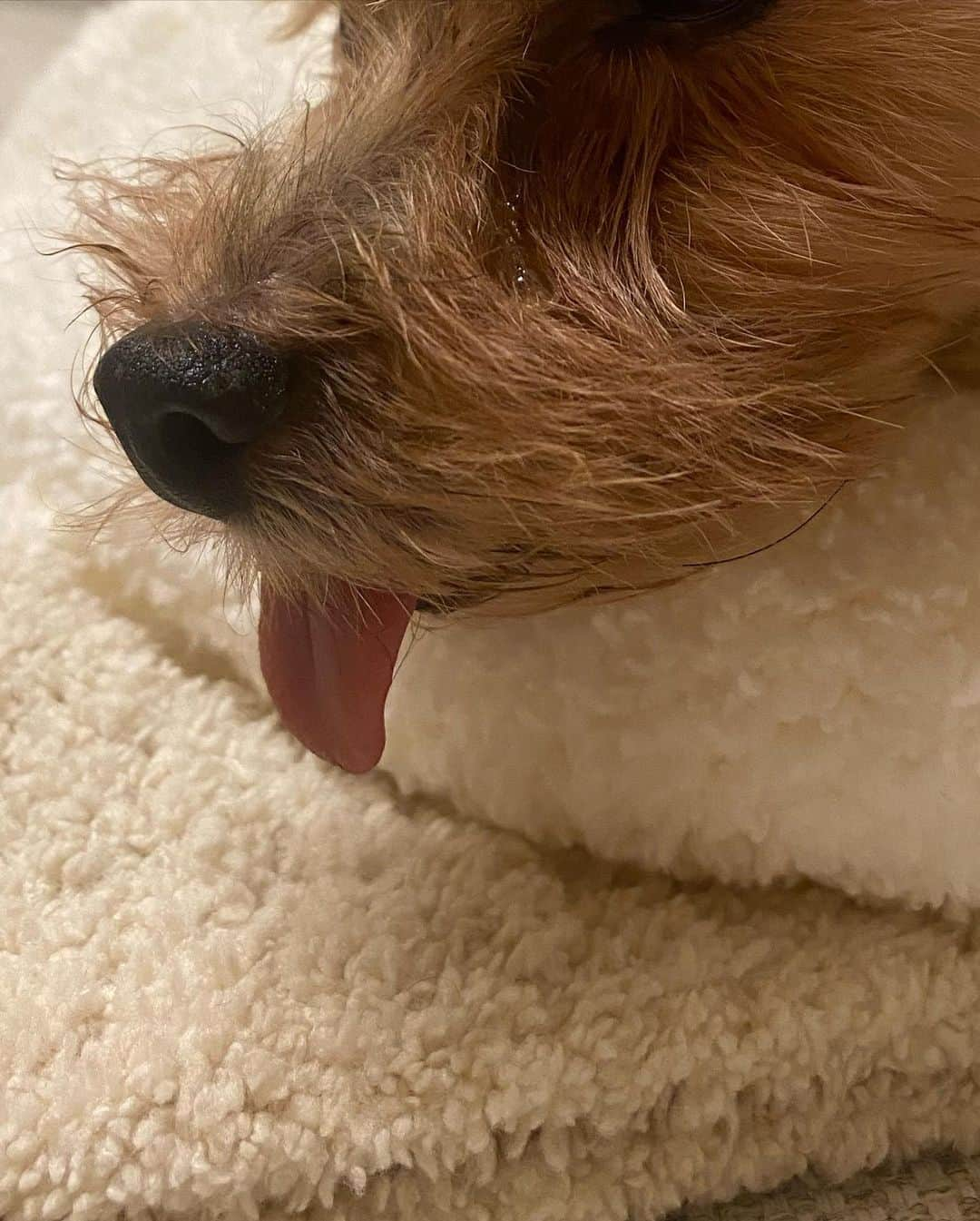 ririさんのインスタグラム写真 - (ririInstagram)「土日はりぼんもこんな感じ🐶💤  #love #happy #dog #yorkie #ヨーキー」10月1日 13時42分 - riri.ribon