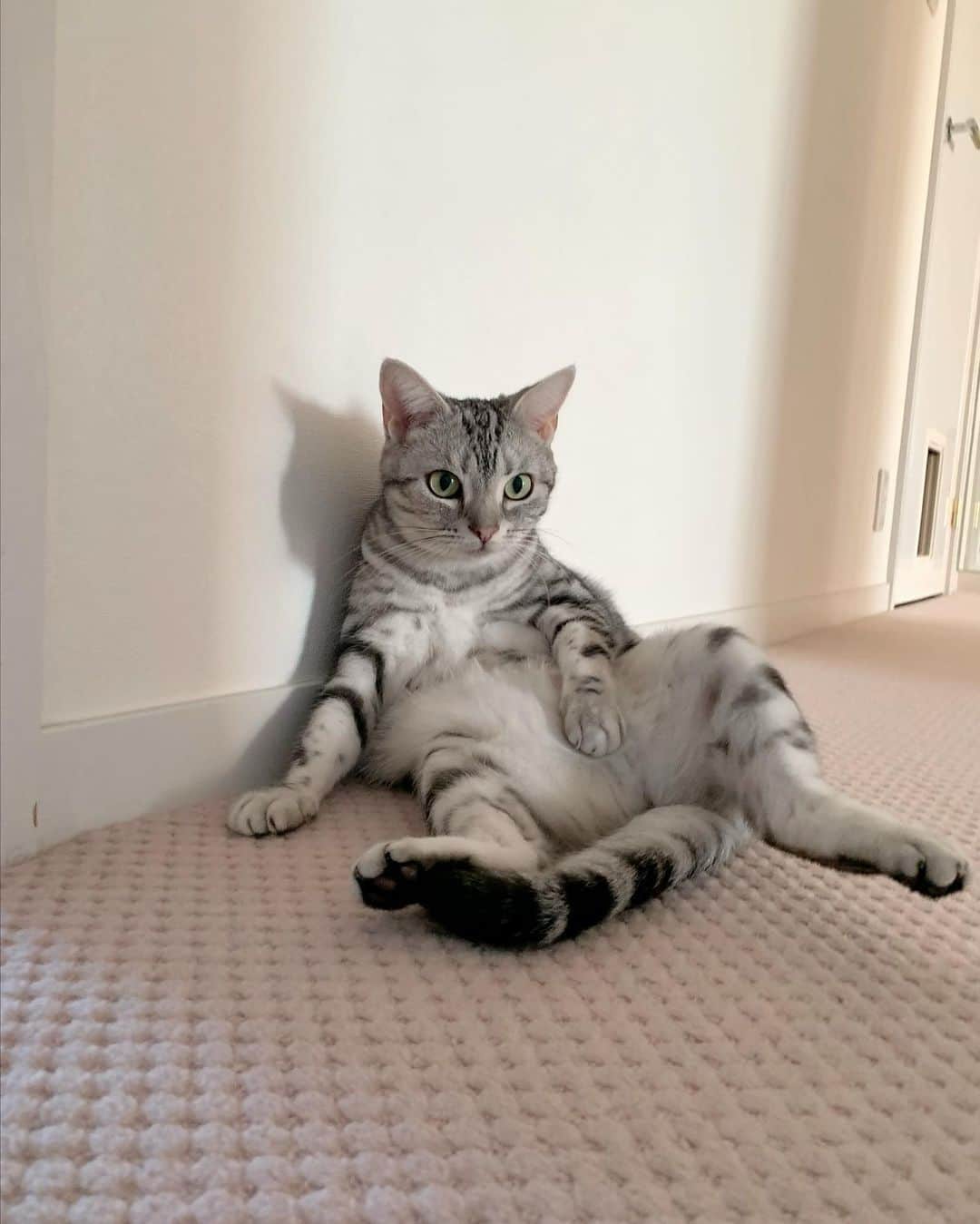 長野智子さんのインスタグラム写真 - (長野智子Instagram)「廊下でボーゼンとしてる猫🐱  皆さまも十分に脱力してよい週末をお過ごしください🐈‍⬛🐈  #ルークとアメリ #おつかれにゃん」10月1日 17時05分 - naganotomoko