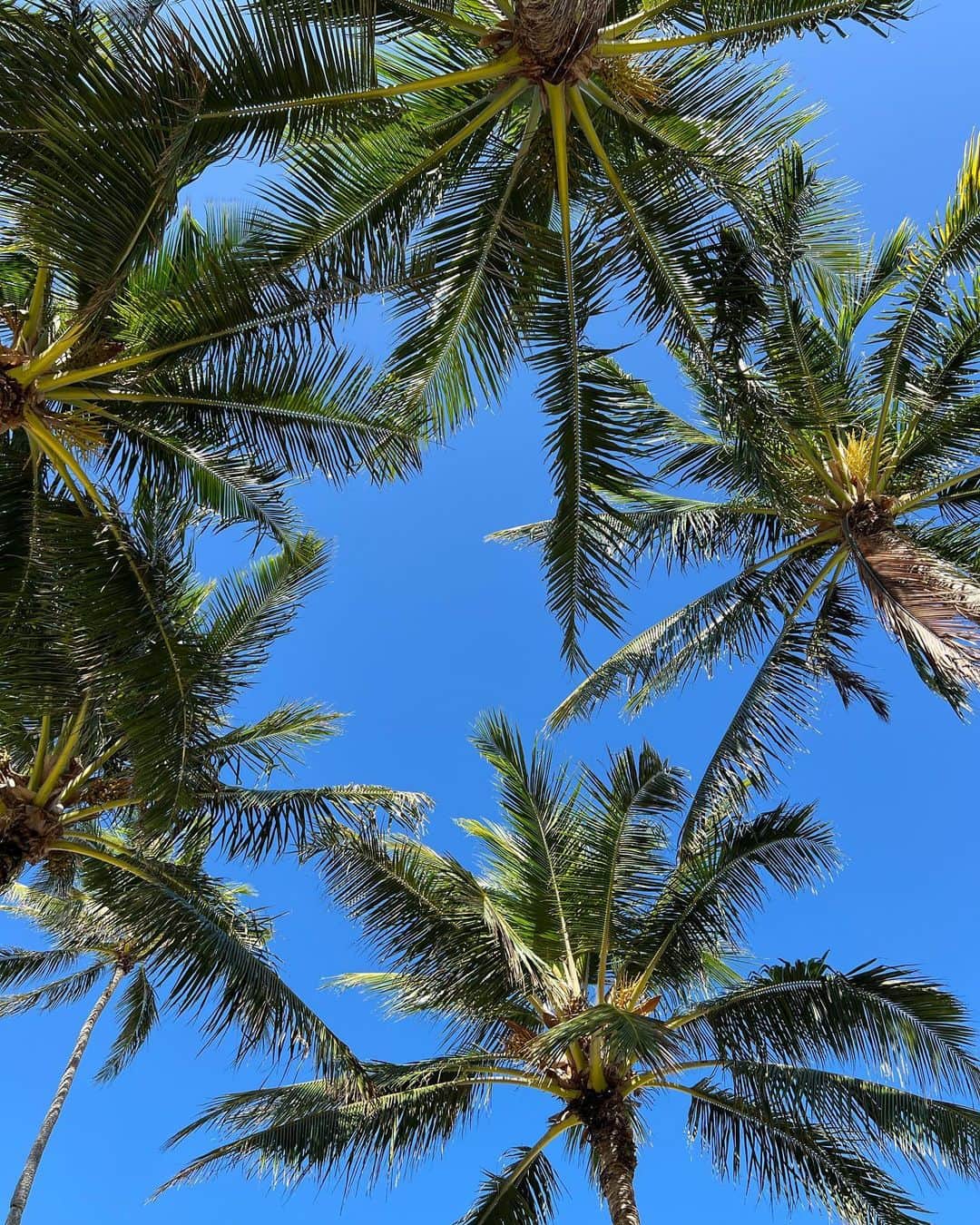 りおなさんのインスタグラム写真 - (りおなInstagram)「. Shower was too cold 🥶 I ended up screaming unintentionally 🥶 but I love this beach 🏝  . . . . . . . . #シャワーだけキンキンに冷えてやがった #Kailua #kailuabeach #kailuatown #beach #palmtrees #hawaiilove #hawaiitrip #hawaiibeach #hawaii #ハワイ #Waikiki #スタバ #starbucks #coffee #cafe #cafetime #ワイキキ #hawaiistagram #morning #モーニング #旅行 #女子旅 #trip #過去pic #hawaiitrip #hawaiicafe」10月1日 17時19分 - rionapzzz