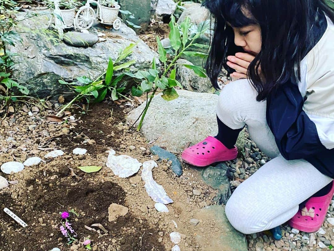 浅田芭路さんのインスタグラム写真 - (浅田芭路Instagram)「． 夏の間たくさんの楽しい思い出をくれた、カブトムシくんが天国へ旅立ったので、 お庭にお墓を作りました。(まだ、メスのカブトムシが一匹生きています) さみしいけど、なんと卵を産んでいたので、幼虫も生まれました✨ 幼虫を見つけた時は弟と大喜びでさけびました！！ これから来年の夏に向かって、 幼虫を大切に育てて行こうと思います🥺 メスのカブトムシは、最近はゆっくり過ごしてます😌 疲れないように触らず見守ってます✨ 最後の写真は幼虫です。 苦手な方はお気をつけください☺️  #カブトムシ飼育  #カブトムシ幼虫  #カブくんありがとう #おうちのこと」10月1日 17時38分 - asada_halo__official