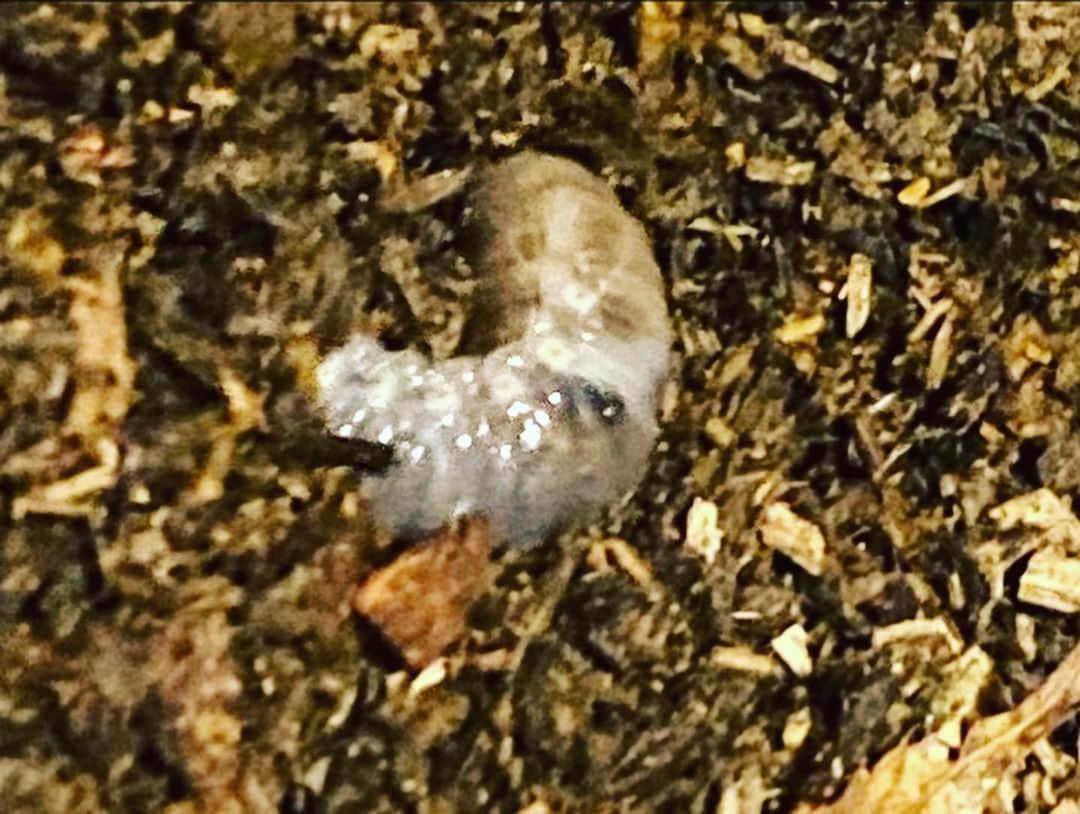 浅田芭路さんのインスタグラム写真 - (浅田芭路Instagram)「． 夏の間たくさんの楽しい思い出をくれた、カブトムシくんが天国へ旅立ったので、 お庭にお墓を作りました。(まだ、メスのカブトムシが一匹生きています) さみしいけど、なんと卵を産んでいたので、幼虫も生まれました✨ 幼虫を見つけた時は弟と大喜びでさけびました！！ これから来年の夏に向かって、 幼虫を大切に育てて行こうと思います🥺 メスのカブトムシは、最近はゆっくり過ごしてます😌 疲れないように触らず見守ってます✨ 最後の写真は幼虫です。 苦手な方はお気をつけください☺️  #カブトムシ飼育  #カブトムシ幼虫  #カブくんありがとう #おうちのこと」10月1日 17時38分 - asada_halo__official