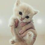 Cute Pets Dogs Catsさんのインスタグラム - (Cute Pets Dogs Cats@kittens_of_world)