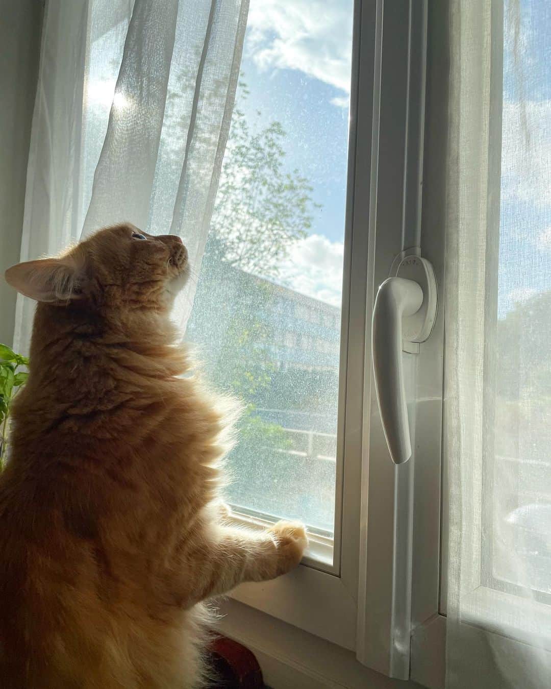 猫沢エミさんのインスタグラム写真 - (猫沢エミInstagram)「イオちゃんが、まだスケスケになる前に言ってたんだ。  「猫は歳をとると、背中に羽が生えて空が飛べるようになるのよ」って。  イオちゃんはボクや兄ちゃんよりも歳上だったから、たぶん羽が生えて空を飛んでったんだ。  ボクもいつか、背中に羽が生える。  そしたらイオちゃんに会いに行けるね。  パリは今日も秋晴れだよ、イオちゃん。  #CHANECHOES  #ユピ坊　#イオちゃんフォーエバー　#猫パリ　#猫沢エミのインターナショナル五十路ライフシフト  #猫沢エミリーパリへ行く」10月2日 7時32分 - necozawaemi