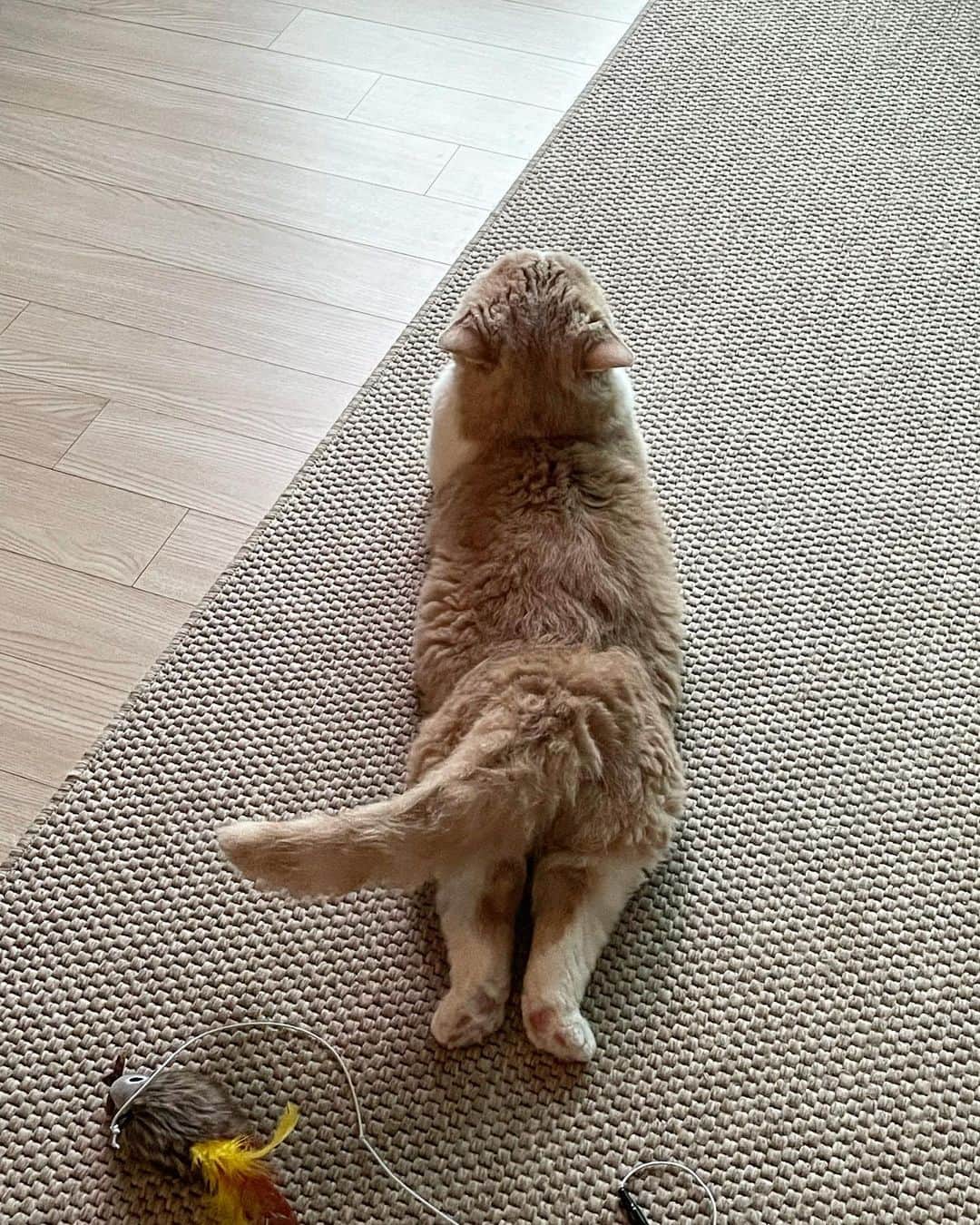 知英さんのインスタグラム写真 - (知英Instagram)「운동,고양이 운동고양이? 운동하는 고양이 킄!💪🏻」10月2日 16時35分 - kkangjji_