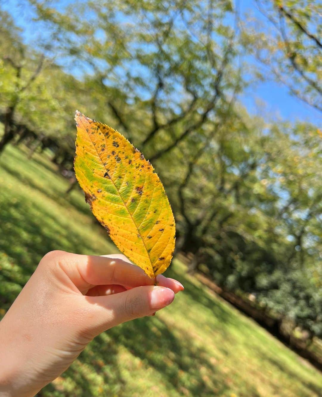 蒼乃茜さんのインスタグラム写真 - (蒼乃茜Instagram)「sunny autumn 🍂   #ピクニック #晴れ #公園 #あつすぎ」10月3日 23時52分 - aono_akane