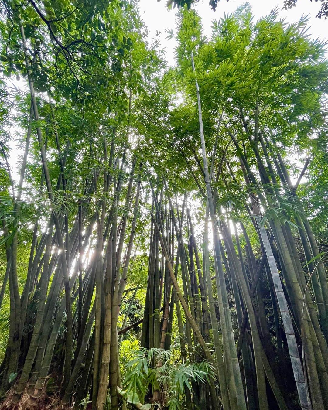 美咲あいりさんのインスタグラム写真 - (美咲あいりInstagram)「🌳🪸🏜 ⁡ ⁡ #ガンガラーの谷 #ウフシュガジュマル #ガジュマルの木 #鍾乳洞 #洞窟 #沖縄 #valleyofgangala」10月4日 13時37分 - misakiairi