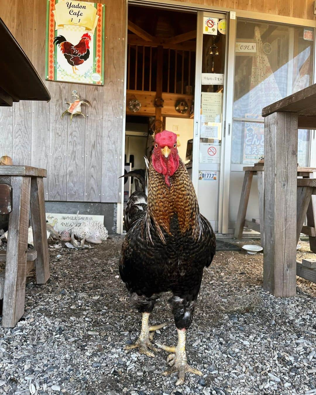 IMALUさんのインスタグラム写真 - (IMALUInstagram)「最近シャモ🐓が貰えるツテができました。東京では考えられない世界線。1日3個卵産むらしい。食べきれない😂お世話できるかもあるから今のところ保留中。  写真は先日 #屋鈍海岸 (ヤドン海岸)で出会ったシャモ子とヤギ達🐓🐐  #奄美大島」10月4日 16時53分 - imalu_0919