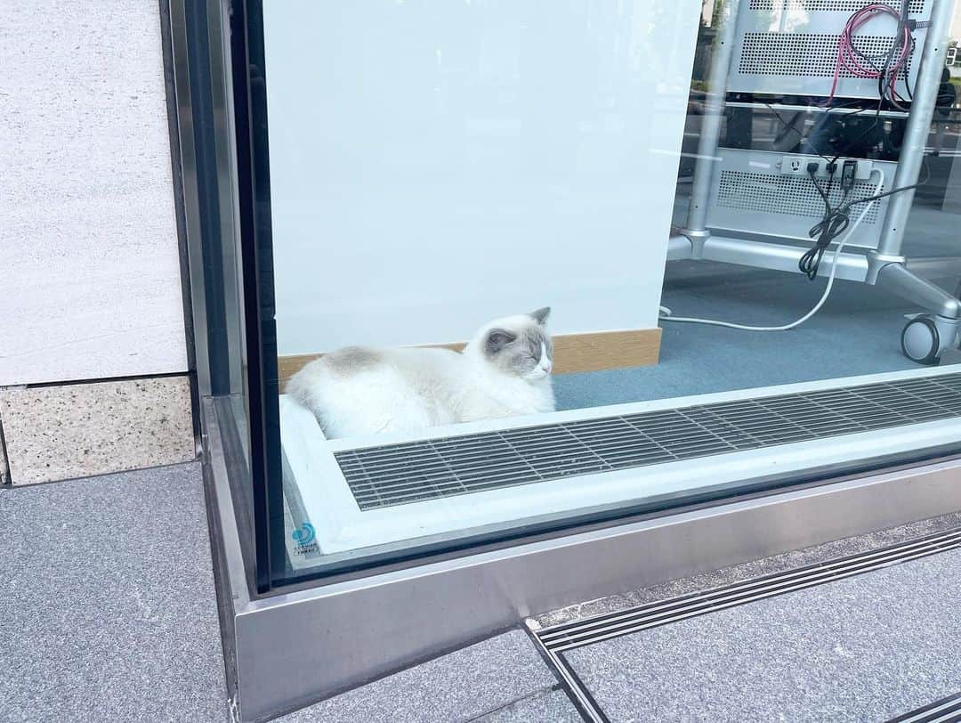 三浦瑠麗さんのインスタグラム写真 - (三浦瑠麗Instagram)「ねこねこシリーズ、窓際バージョン。 窓際で日向ぼっこをしながらもふもふしている猫たちは、通行人の方々からすると猫カフェ状態。」10月6日 21時03分 - lullymiura