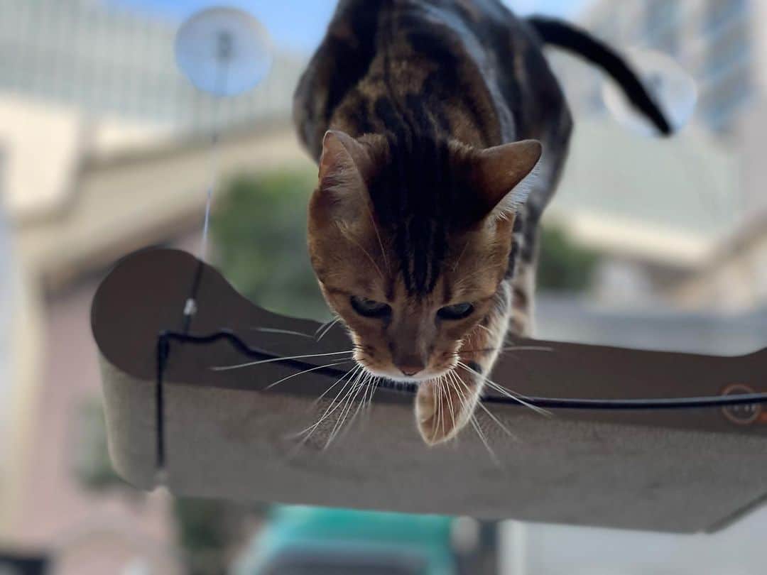 三浦瑠麗さんのインスタグラム写真 - (三浦瑠麗Instagram)「ねこねこシリーズ、窓際バージョン。 窓際で日向ぼっこをしながらもふもふしている猫たちは、通行人の方々からすると猫カフェ状態。」10月6日 21時03分 - lullymiura
