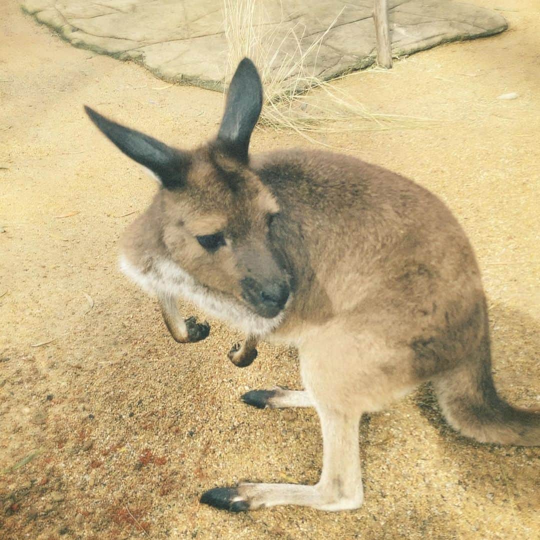 高橋メアリージュンさんのインスタグラム写真 - (高橋メアリージュンInstagram)「Kangaroos🦘♡ They're sooo cute😍  カンガルー🦘 めっちゃかわいい😍  #オーストラリア旅行  #australiatrip  #sydney #シドニー #カンガルー #kangaroo」10月7日 11時38分 - maryjuntakahashi