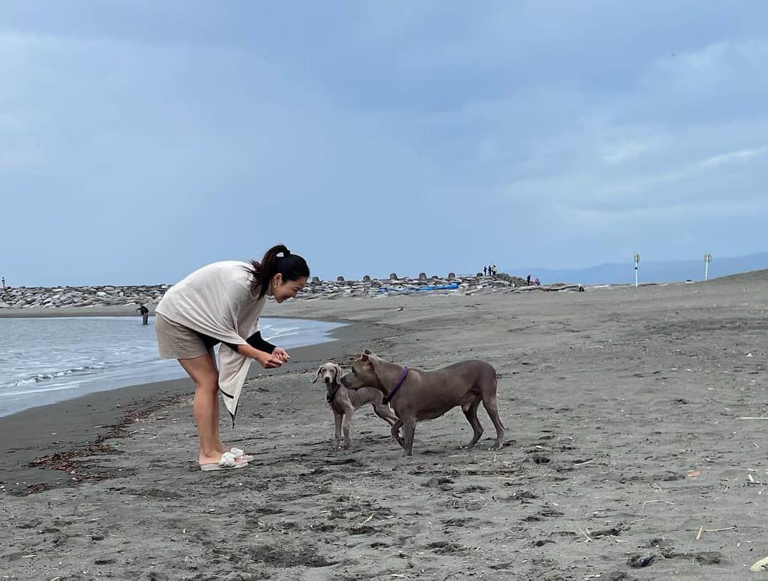 鈴木六夏さんのインスタグラム写真 - (鈴木六夏Instagram)「初めまして！パピコと申します！  #ビスコとパピコ　#グリコ縛り　#dog」10月9日 19時33分 - rikuka.62