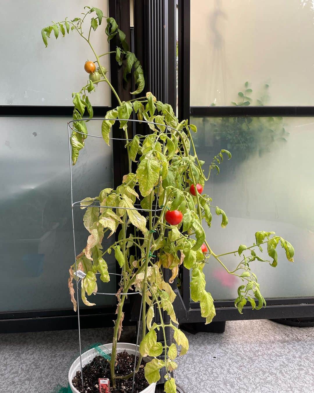 光浦靖子さんのインスタグラム写真 - (光浦靖子Instagram)「食品の高騰対策で植えたのですが、 ぐんぐん伸びて　 重みで茎が折れて それでも実は赤くなります。 トマトすげえ。  It grew fast and fast. The stems broke. And still the tomatoes turn red . Awesome !!」10月10日 1時59分 - yasukomitsuura