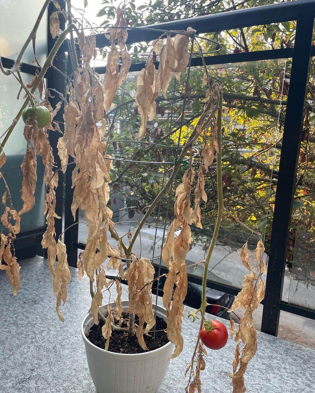 光浦靖子さんのインスタグラム写真 - (光浦靖子Instagram)「食品の高騰対策で植えたのですが、 ぐんぐん伸びて　 重みで茎が折れて それでも実は赤くなります。 トマトすげえ。  It grew fast and fast. The stems broke. And still the tomatoes turn red . Awesome !!」10月10日 1時59分 - yasukomitsuura