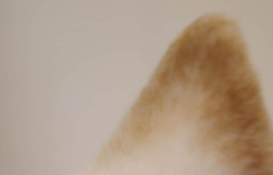 高垣麗子さんのインスタグラム写真 - (高垣麗子Instagram)「* 少し痩せたかな  ついつい耳ばかり触ってしまう フワッフワで何故かほんのり甘い香りがするんです  ずっとずーっと一緒にいたいな😌  大好き❤︎  * #shibainu  #柴犬 #さくぽて #🐕」10月10日 18時56分 - reikotakagaki