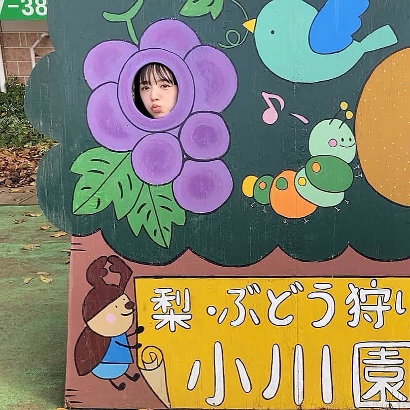 谷口朝香さんのインスタグラム写真 - (谷口朝香Instagram)「先日、秋を感じに千葉県へ行ってきました🚖🍂 アクティブな兄夫婦に連れられ、さつまいも掘りや梨・ぶどう狩りをしました🍠🍐🍇 わたしはこういうことがしたかった！やることを終わらせて、好きな人と、ただ季節をたのしむ。季節は待ってくれない。だから置いていかれないように、やることを終わらせてお出かけがしたい🫶🏻」10月11日 11時27分 - asamaru.jp