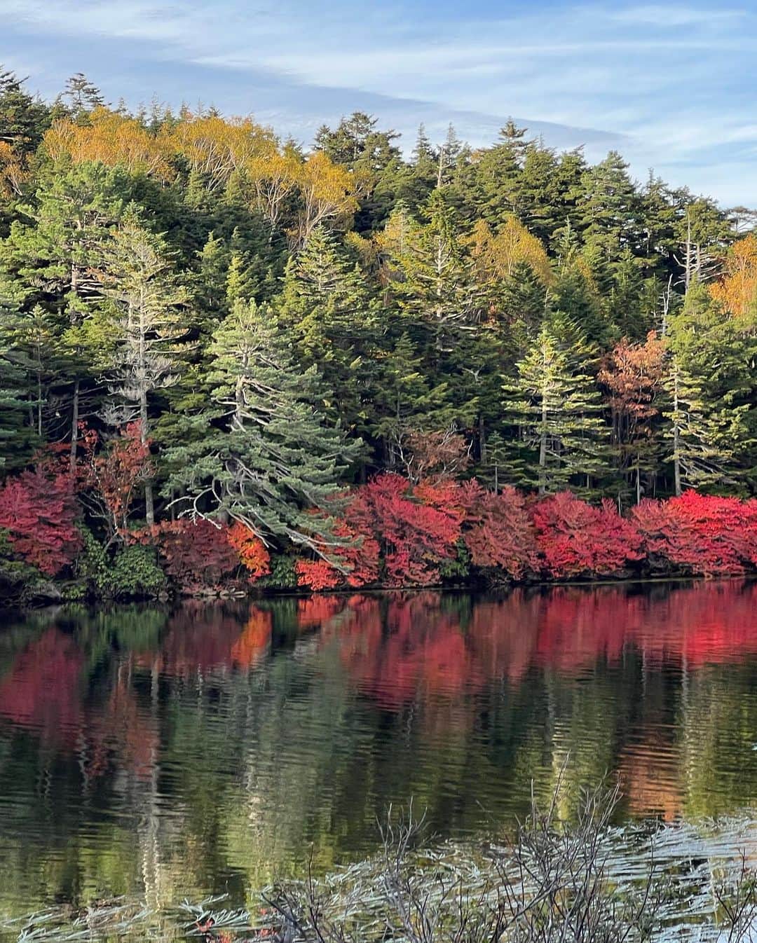 藤あや子さんのインスタグラム写真 - (藤あや子Instagram)「✨白駒の池✨  日本一標高の高いところ (2115メートル地点)にあって 八ヶ岳の火山活動によって できた湖だそうです！  今まさに紅葉が 見頃を迎えております🍁  湖面に映る紅葉が絵画のように美しい😍  実は6年前に夫との初デートで訪れた場所😌  そして偶然にも 亡くなった義父母の 新婚旅行の地だったんです！  4年前には亡き義母と 訪れることが出来ました。  運命論的なものを感じる 大切な場所で 元気を頂いて参りました🙏🏻  #白駒池  #想い出の場所 #紅葉スポット  #🍁」10月12日 20時11分 - ayako_fuji_official