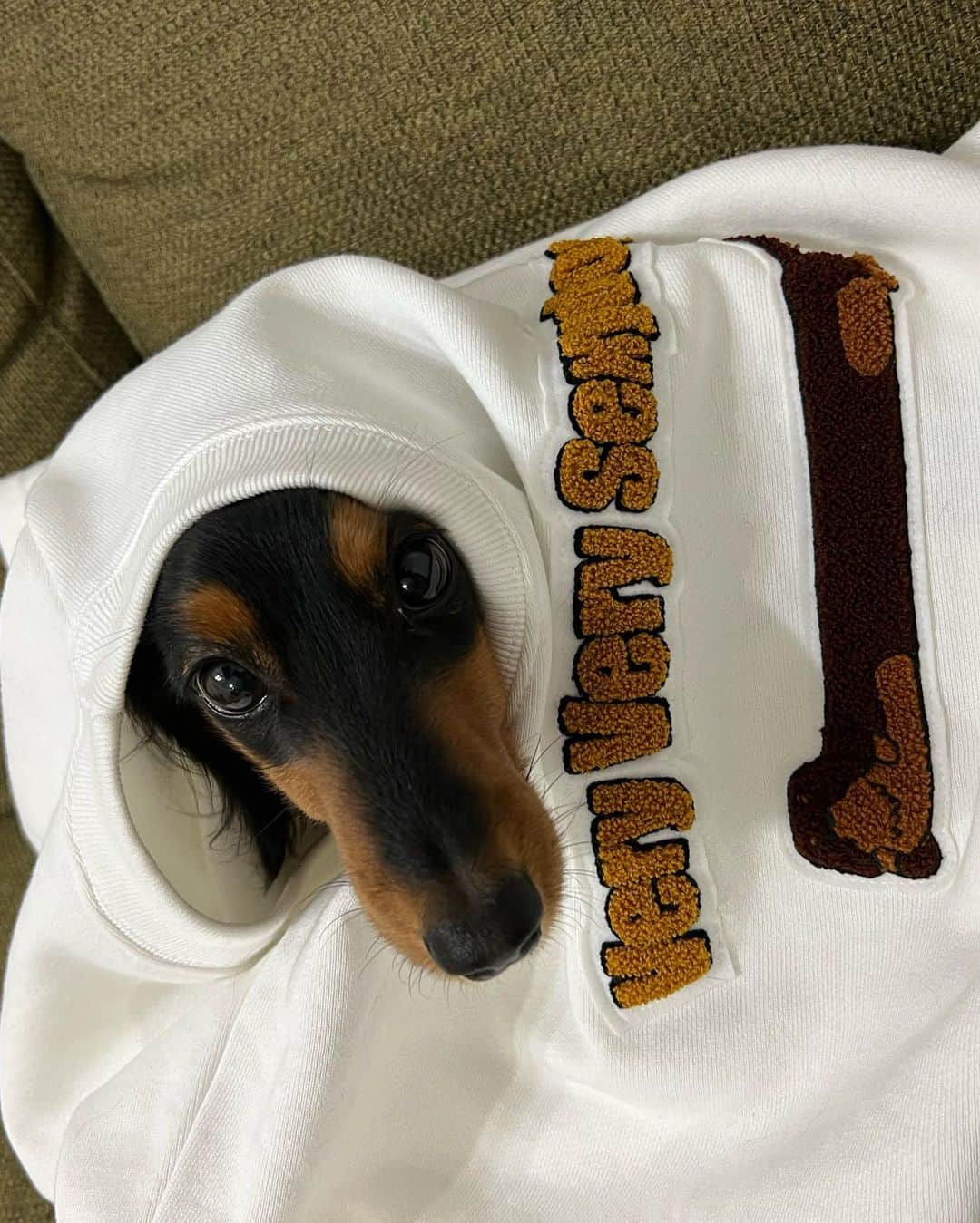 すしらーめん《りく》さんのインスタグラム写真 - (すしらーめん《りく》Instagram)「Very Very Sexy Dog再販しました！！ #veryverylongdog  #funmagic #ファッション #犬」10月15日 16時44分 - sushi_riku