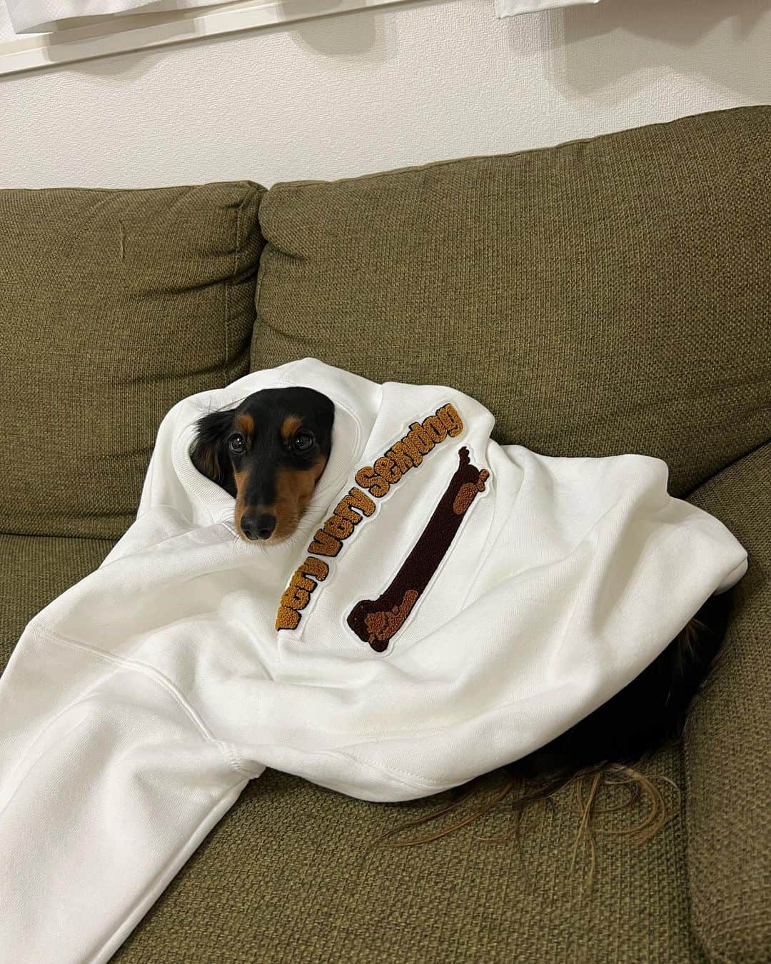 すしらーめん《りく》さんのインスタグラム写真 - (すしらーめん《りく》Instagram)「Very Very Sexy Dog再販しました！！ #veryverylongdog  #funmagic #ファッション #犬」10月15日 16時44分 - sushi_riku