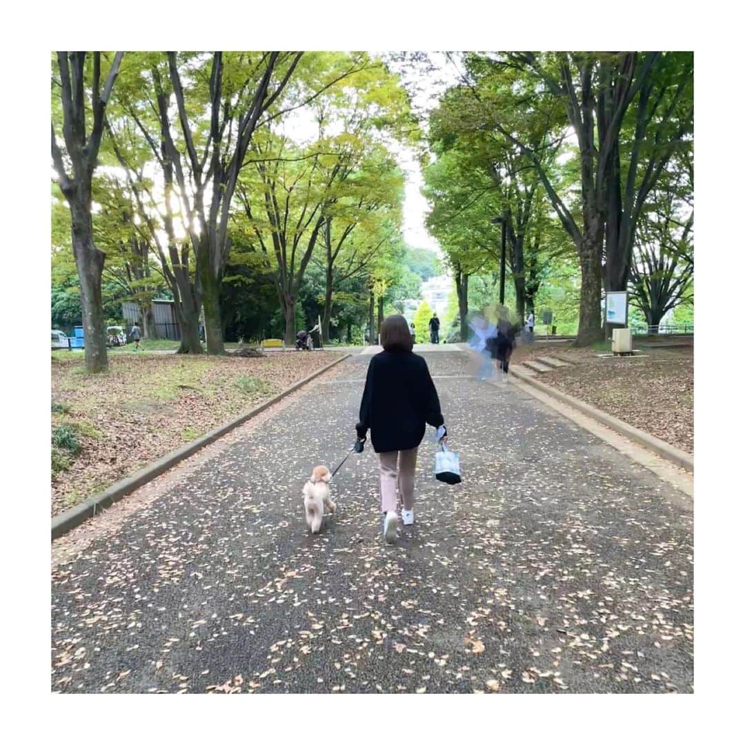 宮澤智さんのインスタグラム写真 - (宮澤智Instagram)「★ 秋、楽しんでますか🍂 といってもまだ暑い日もありますね😅 久々にドッグランに行きましたが たくさんのワンちゃんたちが集まってました〜🐶  リアンそっぽ向いてます笑  #ドッグラン #散歩 #トイプードル」10月16日 11時12分 - tomo.miyazawa