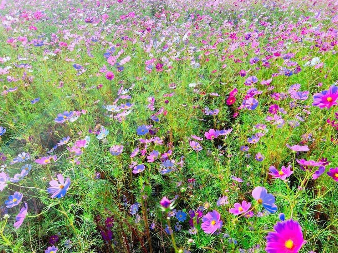 あびる優さんのインスタグラム写真 - (あびる優Instagram)「かわいい美しいお花畑🥰💐✨  #flowers#flower#lavender#cosmos#marigold#beautiful#お花#花#お花畑#ラベンダー#コスモス#マリーゴールド#💐#🌼」10月16日 13時48分 - yuabiru74