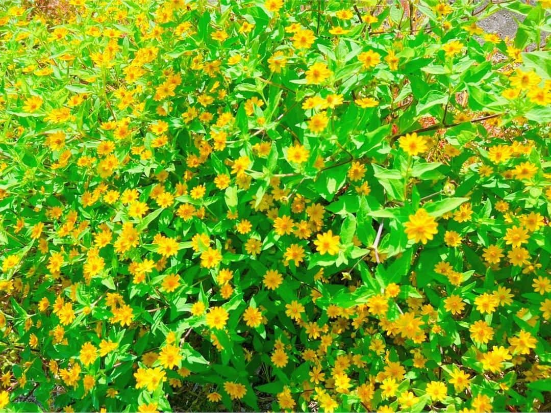 あびる優さんのインスタグラム写真 - (あびる優Instagram)「かわいい美しいお花畑🥰💐✨  #flowers#flower#lavender#cosmos#marigold#beautiful#お花#花#お花畑#ラベンダー#コスモス#マリーゴールド#💐#🌼」10月16日 13時48分 - yuabiru74