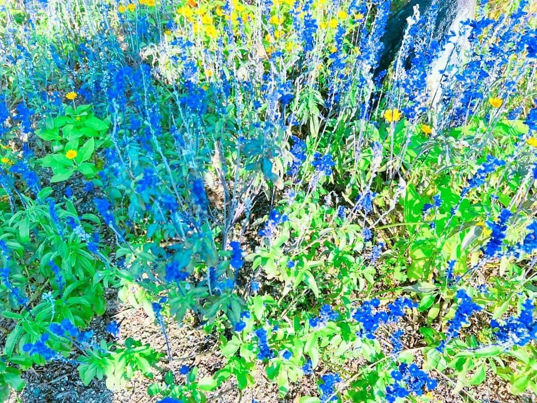 あびる優さんのインスタグラム写真 - (あびる優Instagram)「かわいい美しいお花畑🥰💐✨  #flowers#flower#lavender#cosmos#marigold#beautiful#お花#花#お花畑#ラベンダー#コスモス#マリーゴールド#💐#🌼」10月16日 13時48分 - yuabiru74