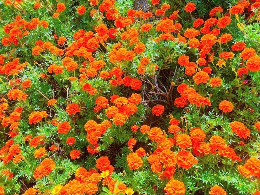 あびる優さんのインスタグラム写真 - (あびる優Instagram)「かわいい美しいお花畑🥰💐✨  #flowers#flower#lavender#cosmos#marigold#beautiful#お花#花#お花畑#ラベンダー#コスモス#マリーゴールド#💐#🌼」10月16日 13時48分 - yuabiru74