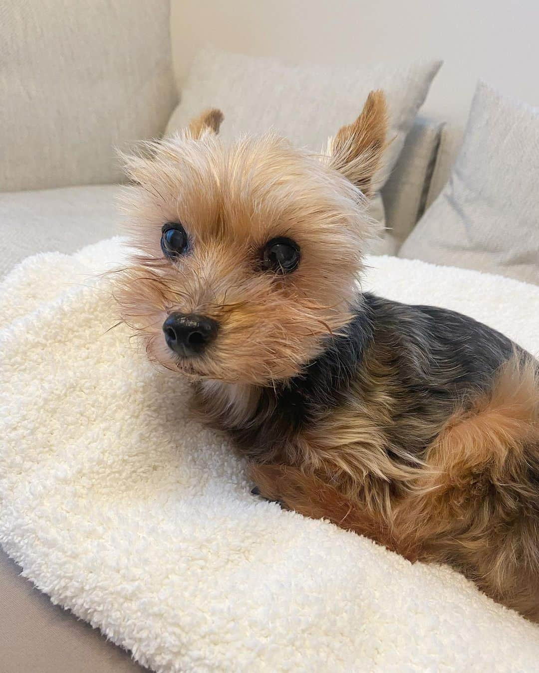 ririさんのインスタグラム写真 - (ririInstagram)「小熊ちゃん🐻  #ヨークシャテリア #dog #yorkie #もこもこ」10月16日 20時36分 - riri.ribon