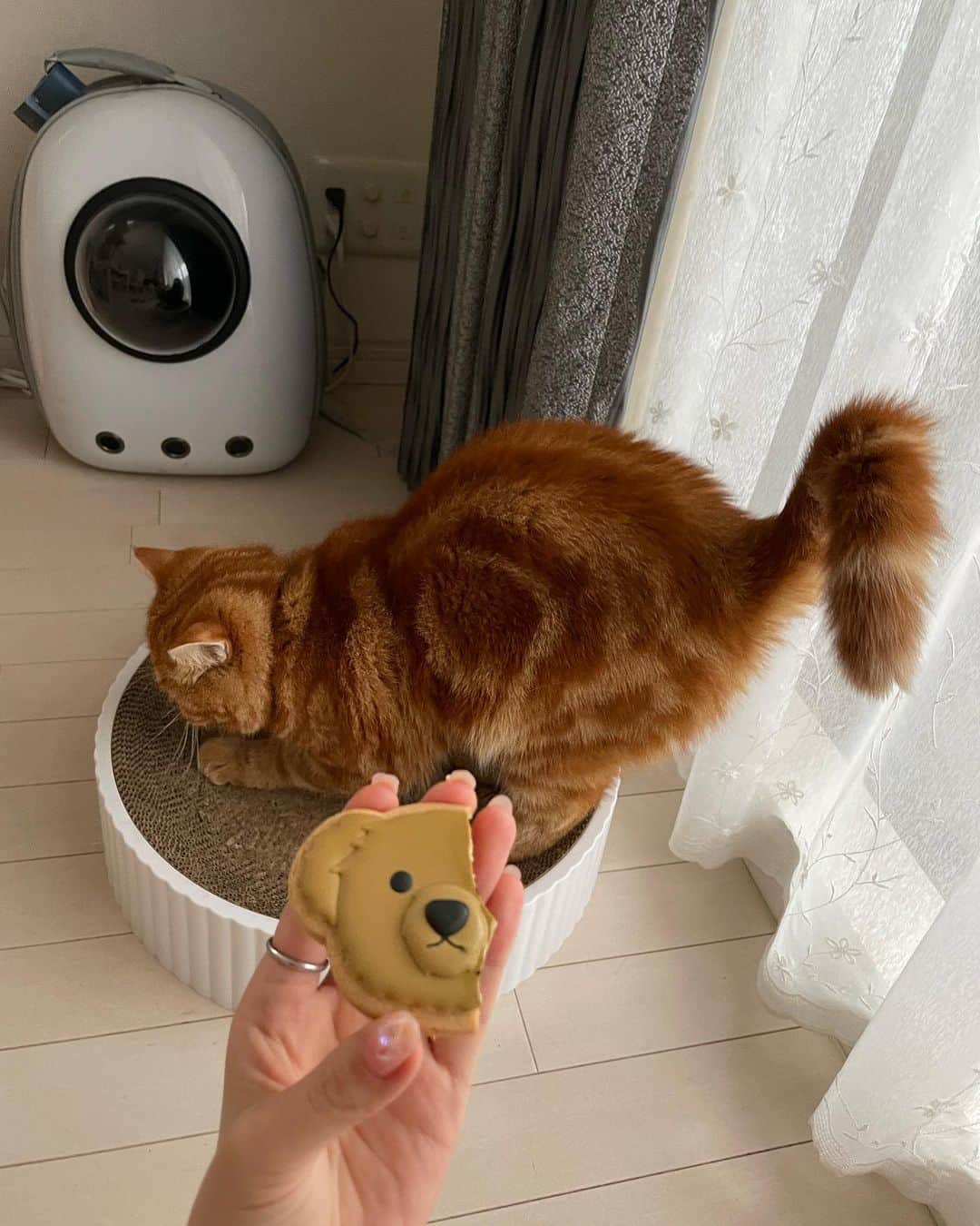 野地優奈さんのインスタグラム写真 - (野地優奈Instagram)「🧸💚 . ラルフローレンカフェ☕️ (だいぶ時差投稿だけど笑)  キャロットケーキ美味しいんだけど とてもとても甘かった…🥹🥕  くまちゃんクッキーめっちゃかわいくて お持ち帰りした🐻🟢  我が家の猫ちゃんの興味のなさ笑」10月17日 17時52分 - yediyounai310