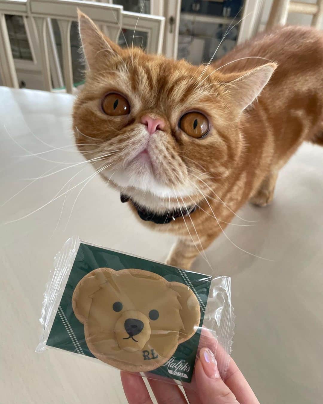 野地優奈さんのインスタグラム写真 - (野地優奈Instagram)「🧸💚 . ラルフローレンカフェ☕️ (だいぶ時差投稿だけど笑)  キャロットケーキ美味しいんだけど とてもとても甘かった…🥹🥕  くまちゃんクッキーめっちゃかわいくて お持ち帰りした🐻🟢  我が家の猫ちゃんの興味のなさ笑」10月17日 17時52分 - yediyounai310