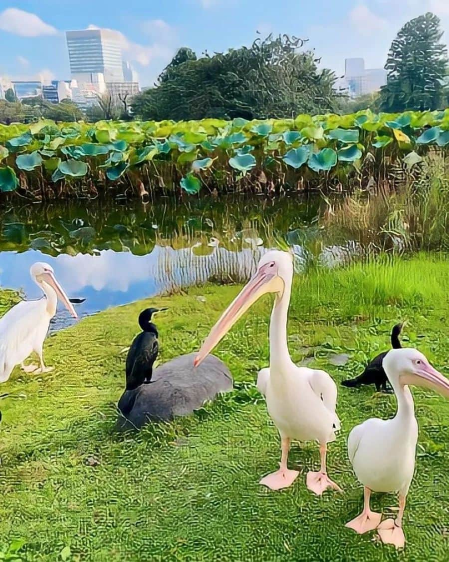 杉原杏璃さんのインスタグラム写真 - (杉原杏璃Instagram)「今日も笑顔で♡  今日は撮影と取材を♪♪  前半、セクシーに後半、真面目にw このサイクルに最近ようやく慣れました  そーだ　この間。。。お散歩してたら👣 なんかほのぼのした風景に出くわしたので📸✨ これは〜　ペリカン？♡ 都内なのにほのぼの♡  今日も笑顔で　頑張りましょ〜✨　 皆さんも♡  #グラビア #グラビア撮影 #撮影 #取材」10月18日 11時56分 - anri.sugihara.anri