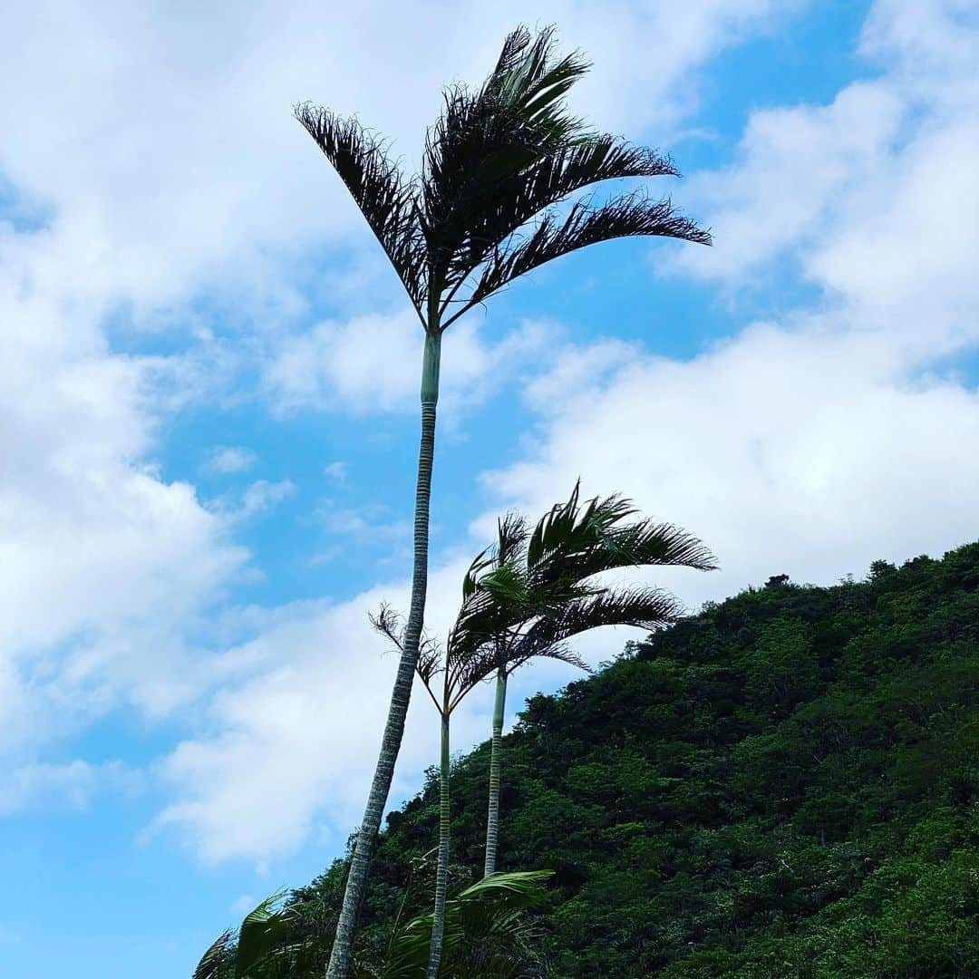 長与千種さんのインスタグラム写真 - (長与千種Instagram)「・ うちの両親の実家は代々漁師で、父も母も 幼少の頃から船で海に出てはお手伝いをしていたらしい。  長崎県は海と湾に囲まれた場所で私も幼少期から船に乗せてもらっては底引き漁を見て育った。  海に来ると 心のふかぁ〜いところから癒されます。 そして 栗の家が完全完成した後に、こんどは！ 「海の家」を作りたいと思います🤔✨  南の海や木、打ち上がった珊瑚や貝🐚 波の音…。 なんにもしなくていい ただ この風と波とを感じられたら　まる🙆  #癒し #海 #風 #潮風 #海人 #南の風 #島 #島人」10月19日 15時17分 - chigusanagayo