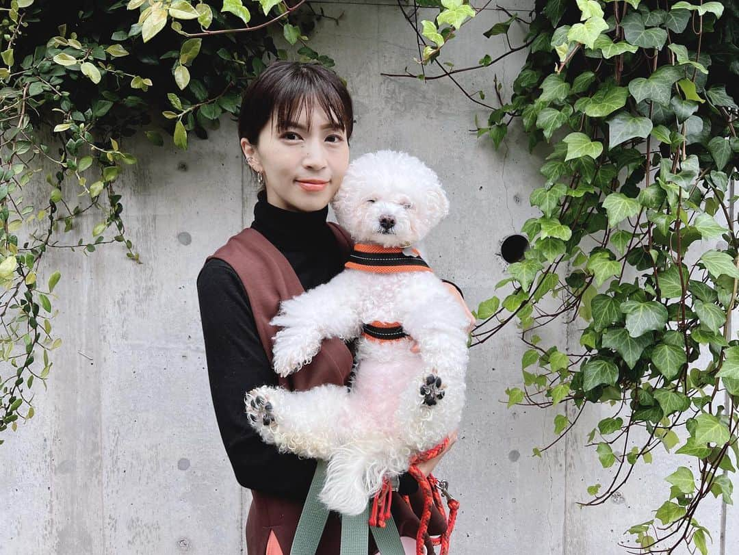 安田美沙子さんのインスタグラム写真 - (安田美沙子Instagram)「はんなとお散歩🐶  最近の私は涙脆い。  はんな、腎臓が悪くなってしまい毎日点滴してます。  食欲もあんまりないけど 一時期よりは元気で、昨日は 1時間散歩しました🤍  はんなもがんばってる。 私もがんばろう。  #hanna #bichonfrise  #dog #family #15さい」10月20日 11時48分 - yasuda_misako