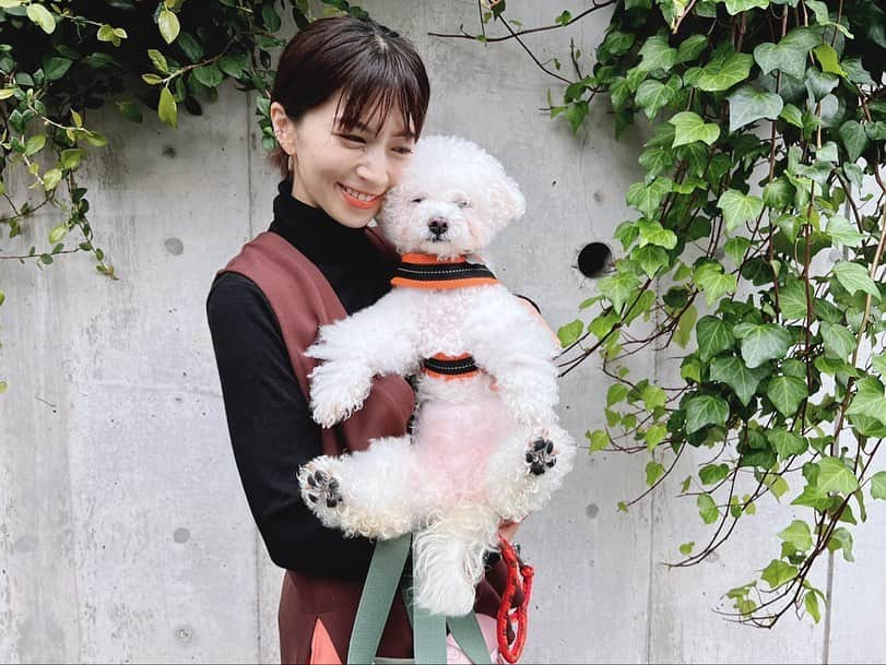 安田美沙子さんのインスタグラム写真 - (安田美沙子Instagram)「はんなとお散歩🐶  最近の私は涙脆い。  はんな、腎臓が悪くなってしまい毎日点滴してます。  食欲もあんまりないけど 一時期よりは元気で、昨日は 1時間散歩しました🤍  はんなもがんばってる。 私もがんばろう。  #hanna #bichonfrise  #dog #family #15さい」10月20日 11時48分 - yasuda_misako