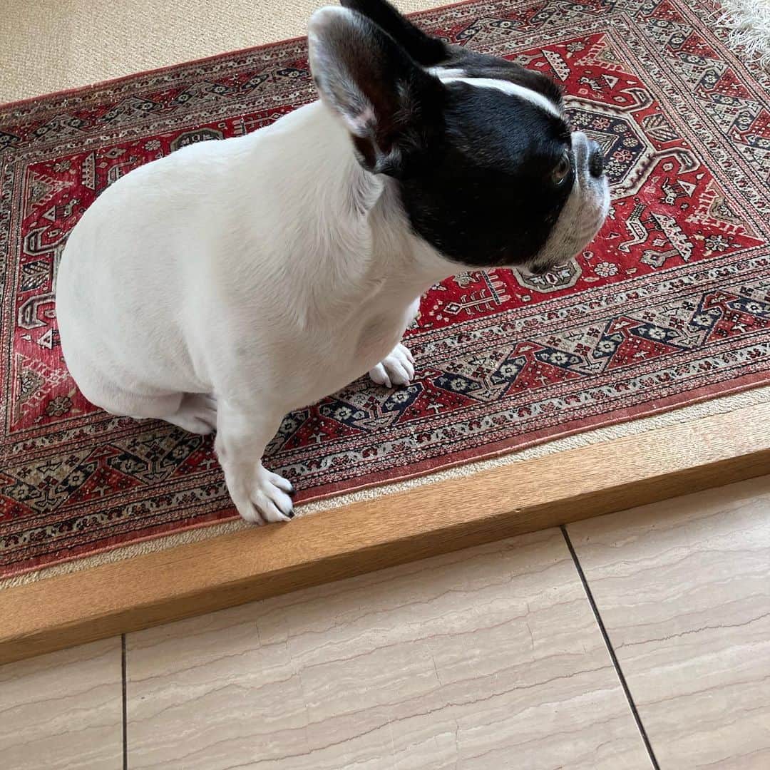 安藤優子さんのインスタグラム写真 - (安藤優子Instagram)「ネイルへ。  サクッとネイルからの買い出しです。  #アッパーハイツのグレーデニムに、#zara の白いコットンハイネック、#ヘルノ の黒いジャケットをあわせました。 このジャケットはストレッチが効いていて、軽くてとっても優秀なアイテムです。  ファッション担当者は、ソッポ向いています（笑）  では行ってきます‼️  #フレンチブルドッグ  #安藤優子」10月20日 14時47分 - yukoando0203