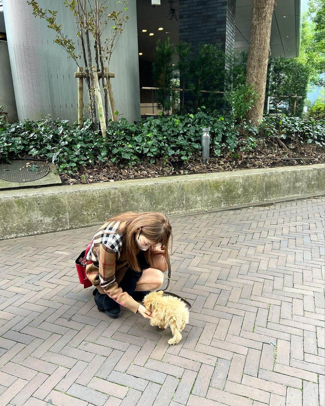 美香さんのインスタグラム写真 - (美香Instagram)「tia初めてのお散歩🐶❤️  #mikatiatia」10月22日 19時23分 - mikaofficial99