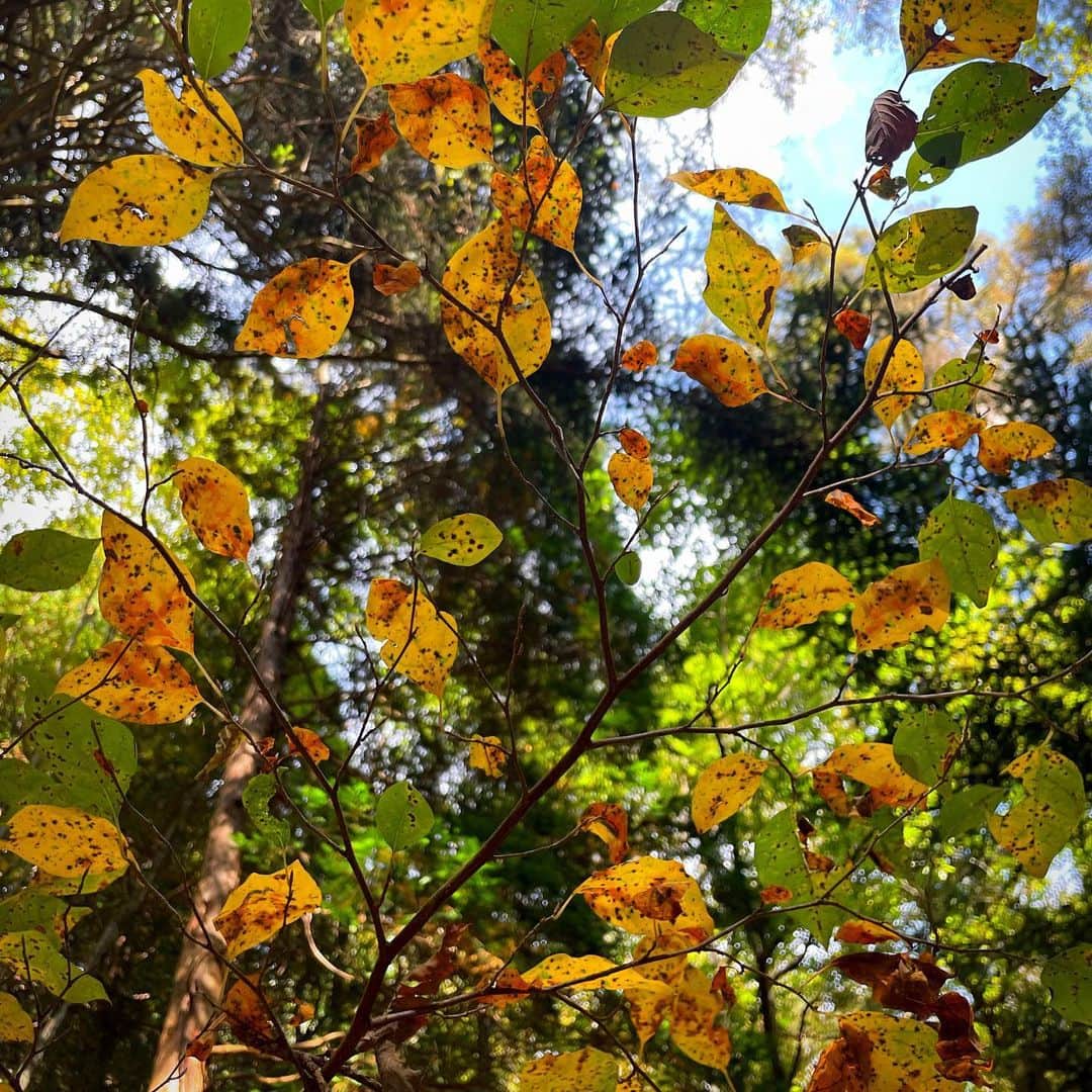 倉地美晴さんのインスタグラム写真 - (倉地美晴Instagram)「・ Yup, autumn is here🍂  #秋 #秋色 #japan #autumn #fall #nature #autumnvibes🍁 #japantravel #travel #falltravel」10月23日 18時12分 - miharu_kurachi