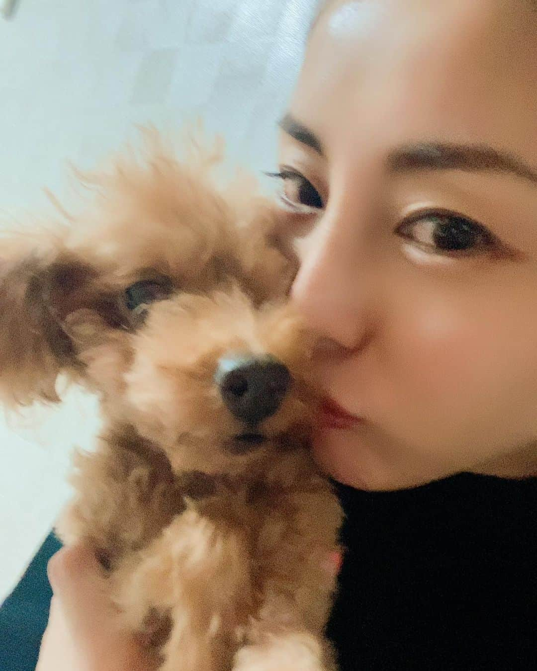 熊切あさ美さんのインスタグラム写真 - (熊切あさ美Instagram)「手からじゃないとご飯食べてくれないころん🐶 そこがたまらなく可愛いけど 時に大変🐶 でも毎日癒されてる❣️ ちびわんたちがいなかったら毎日飲み歩いてたかもだし☺️🐶🐶🐶 ありがとう☺️ #トイプードル  #toypoodle  #愛犬　#dog #犬のいる暮らし  #熊切あさ美」10月23日 23時25分 - asami_kumakiri