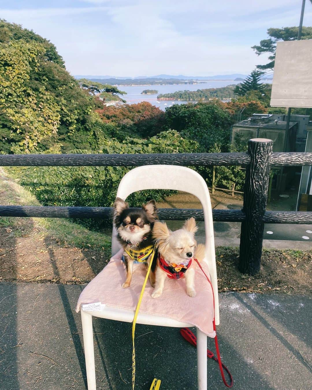 渡邉幸愛さんのインスタグラム写真 - (渡邉幸愛Instagram)「＿＿＿＿＿＿＿＿  日本三景 松島にある 【le Roman】に行って来ました☕️  素敵な景色を見ながら のんびりした時間を過ごして幸🫶 のぶよしポポと来れて良かった〜♪  景色との3ショットジワり...笑  #松島 #松島カフェ #leroman #ライフライクうちの子の秋」10月27日 19時36分 - koume_watanabe.official