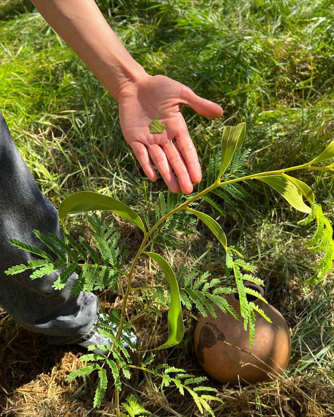 ローラさんのインスタグラム写真 - (ローラInstagram)「じゃん🌳✨今回はハワイ島に訪れて、絶滅危惧種になっているコアの木の植樹をしにきたよ♪  コアの木は、昔からハワイの先住民にとって神の宿る木としてとても大切にされている高級な木で、家具やカヌー、楽器、食器、サーフボードなどに使用されてきたよ。  昔はハワイの山々はコアの木で溢れていてコアの周りにはハワイでしか見る事のできないめずらしい鳥や生き物もたくさん生息していたみたい🕊 ただ、森林伐採などによって、今は昔と比べると約10分の1にまで減ってしまったんだって。  コアの木は木の根からの栄養を自分だけじゃなくて周りに分け与えて他の植物も育てる事ができるすごいパワーを持っているんだよ🌿  今回は2010年から活動をはじめているハワイアンレガシーフォレストさんのところで植樹を行ったよ☺️   もしハワイ島に訪れる事があったら、ぜひ体験してみてね♪  わたしは、植える時になんだか、涙がいっぱい溢れてきて、この木を植えさせてくれてありがとうの気持ちで、胸がすごく熱くなったよ。　ごめんね。そしてありがとう。  @hawaiianlegacyforest  @gohawaii  #マラマハワイアンバサダー  This time, I visited Hawaii Island to plant endangered Koa trees♪ The Koa tree is a very precious tree that has long been valued by the native Hawaiian people as a tree in which God lives. Koa tree wood is often used for furniture, canoeing, musical instruments, tableware, surfboards, etc. In the past, the mountains of Hawaii were full of koa trees, and it seems that there were many birds and other creatures around the koa that can only be seen in Hawaii🕊  However, it is said that deforestation has reduced the number to about one-tenth of what it used to be. I heard that koa trees have great power to share not only the nutrients from the roots of the trees but also to grow other plants 🌿 This time, we planted trees at a Hawaiian legacy who started working in 2010😌 If you ever visit Hawaii, be sure to experience it♪  When I planted it, tears welled up, and I was so grateful for letting me plant this tree that I felt so excited. Sorry, and thank you.」10月28日 9時08分 - rolaofficial