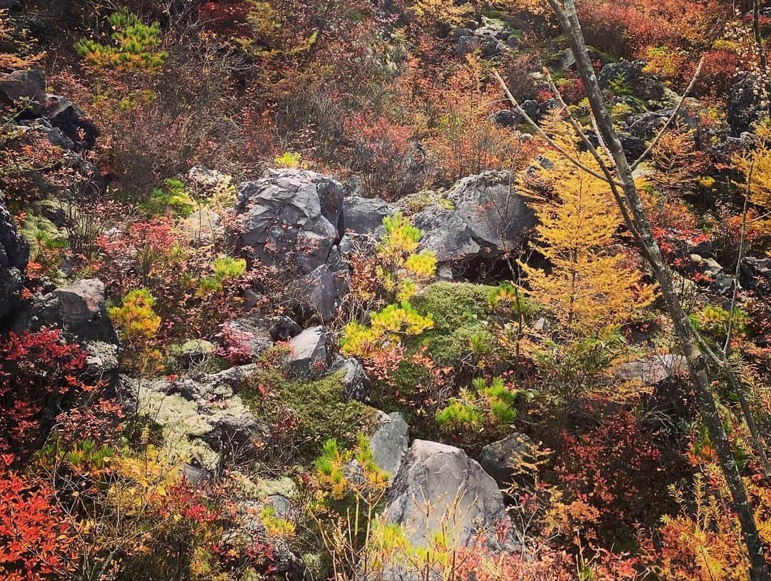 滝川クリステルさんのインスタグラム写真 - (滝川クリステルInstagram)「紅葉の季節ですね🍁 森林浴のありがたさ✨ 今日も綺麗な青空です。 大きく深呼吸 ステキな１週間を🌿🍂🍁🌳 #美しい自然 #滝川クリステル #自然の中にいるときの息子が本当に嬉しそう #土の上はなるべく裸足に」10月31日 10時43分 - christeltakigawa