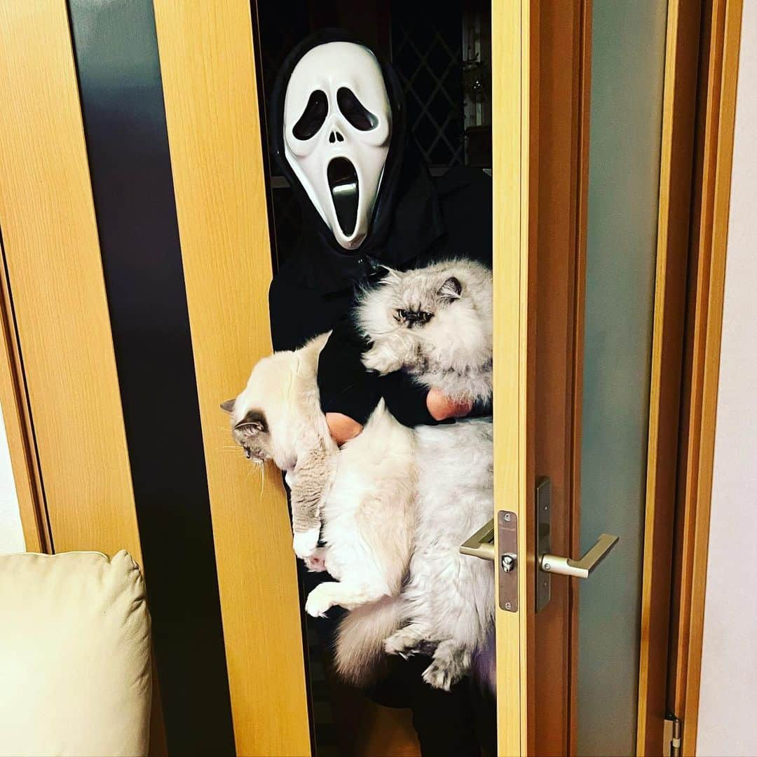 しるこさんのインスタグラム写真 - (しるこInstagram)「2022.10.31 #1031ちるちる  Happy Halloween💀  スクリームさんと抱っこべろーん❤︎ ダブル抱っこべろーんは重過ぎた😇 #スクリームさんとあたし  #抱っこべろーん   ちるこ4.4㌔ うい坊2.8㌔ 米袋10㌔より軽いのに不思議だw  #ハロウィン #happyhalloween」10月31日 19時02分 - shirukotan