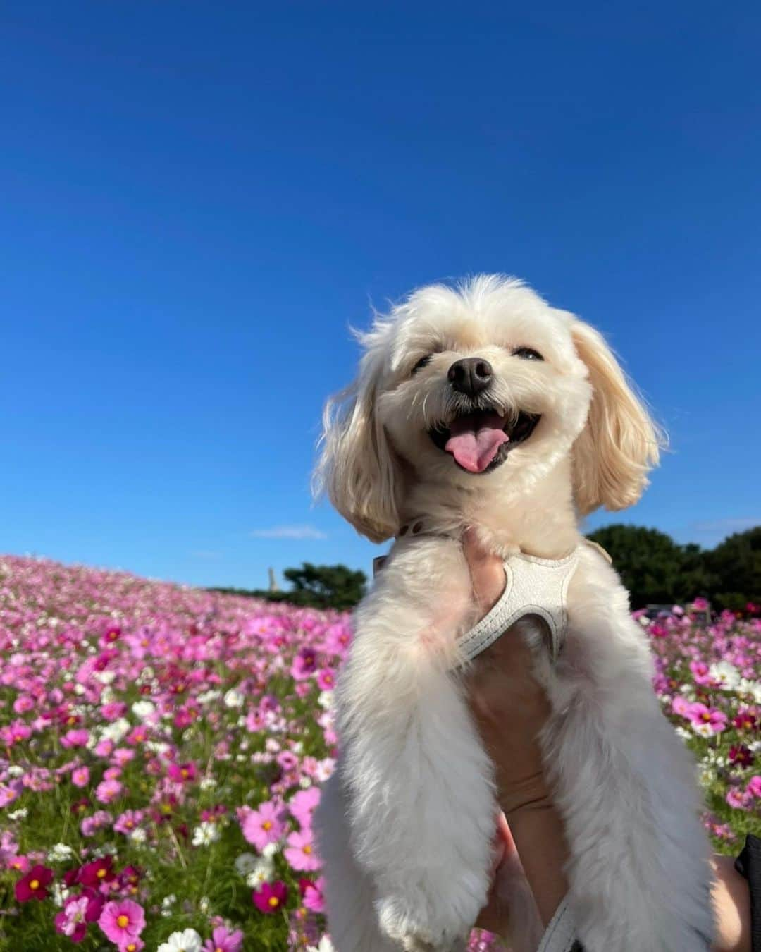 磯山さやかさんのインスタグラム写真 - (磯山さやかInstagram)「ワンワンワン🐾 犬の日♪」11月1日 21時08分 - sayakaisoyama