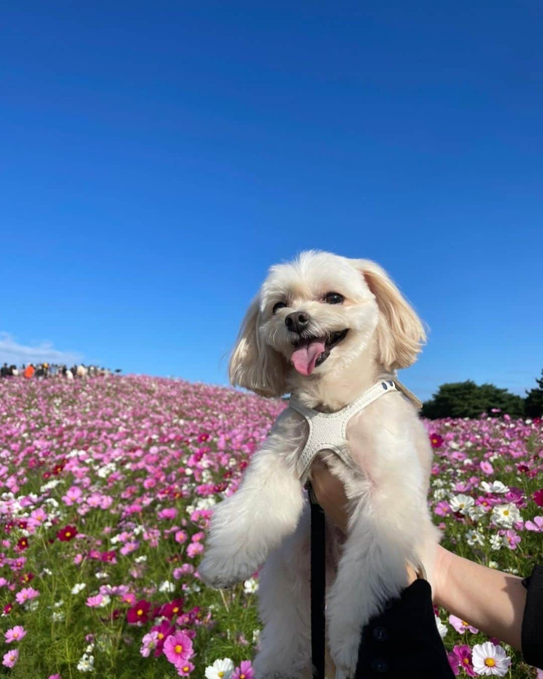 磯山さやかさんのインスタグラム写真 - (磯山さやかInstagram)「ワンワンワン🐾 犬の日♪」11月1日 21時08分 - sayakaisoyama