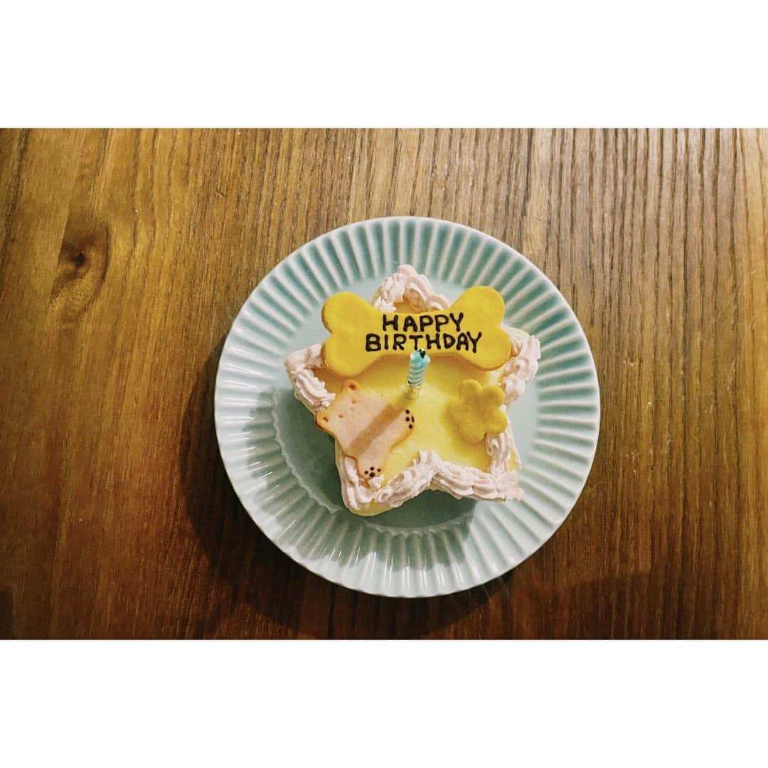 吉谷彩子さんのインスタグラム写真 - (吉谷彩子Instagram)「コンタくん、 11月1日で５歳の誕生日でした🎂  ダイエット中なので、 ケーキは小芋ちゃんと半分こ🐶  実は後ろで見てる小芋。笑」11月4日 14時26分 - ayako_yoshitani