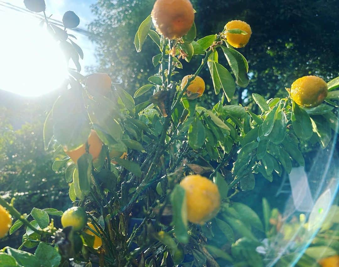 鈴木六夏さんのインスタグラム写真 - (鈴木六夏Instagram)「@florist.igusa で購入、 育てている金柑🍊とても可愛い！ 蜂蜜漬けとかしてみようかね。  いつも植物のことは @florist.igusa さんに教えて頂いています♪」11月5日 14時50分 - rikuka.62