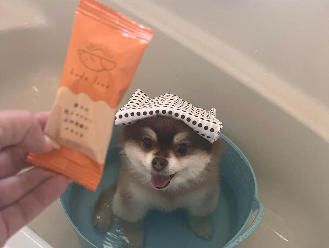 chiiika124さんのインスタグラム写真 - (chiiika124Instagram)「ししまるのお風呂🛁 犬のお肌の厚さは人間の1/3 繊細だからいいものを使いたい。 自然発酵入浴剤を試してます♪ @hadafine  入浴剤6本入り4950円  バスタブの中で背中に掛けて、全身に馴染ませて完成✨ 洗い流さない入浴剤 ふわふわになりラベンダーのいい香りになったよ🐶 保湿力も高い入浴剤なのでこれからの季節に おすすめです♪  #PR #ハダファイン #犬入浴剤 #ペット入浴剤 #犬のいる暮らし #ししまる #ししまるぐらむ #ポメラニアン #ポメ#ポメちゃん #pomeranian#pom #instadog#dogstagram #愛犬#ふわもこ部 #犬バカ部#癒し #pompom #チョコタン #柴犬カット #ワンコ部 #ワンコのいる生活」11月6日 15時44分 - chiika26