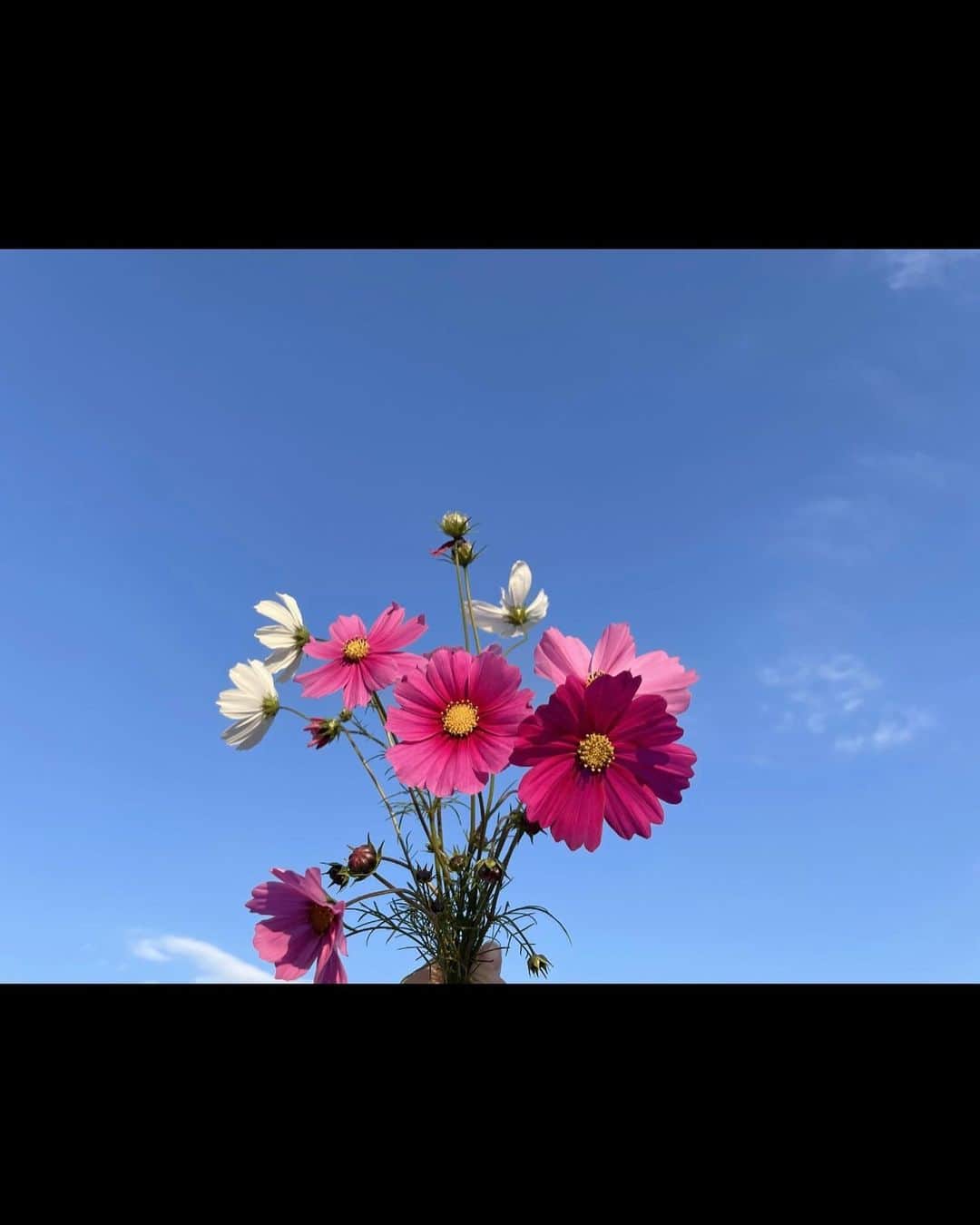 横溝菜帆さんのインスタグラム写真 - (横溝菜帆Instagram)「.  伯母が育てたコスモスをいただきました🌼  とても綺麗な色に癒されます☺️🌼  秋の澄んだ空に かわいいピンクの 素敵な写真が撮れました  #横溝菜帆」11月6日 17時40分 - y_naho_te