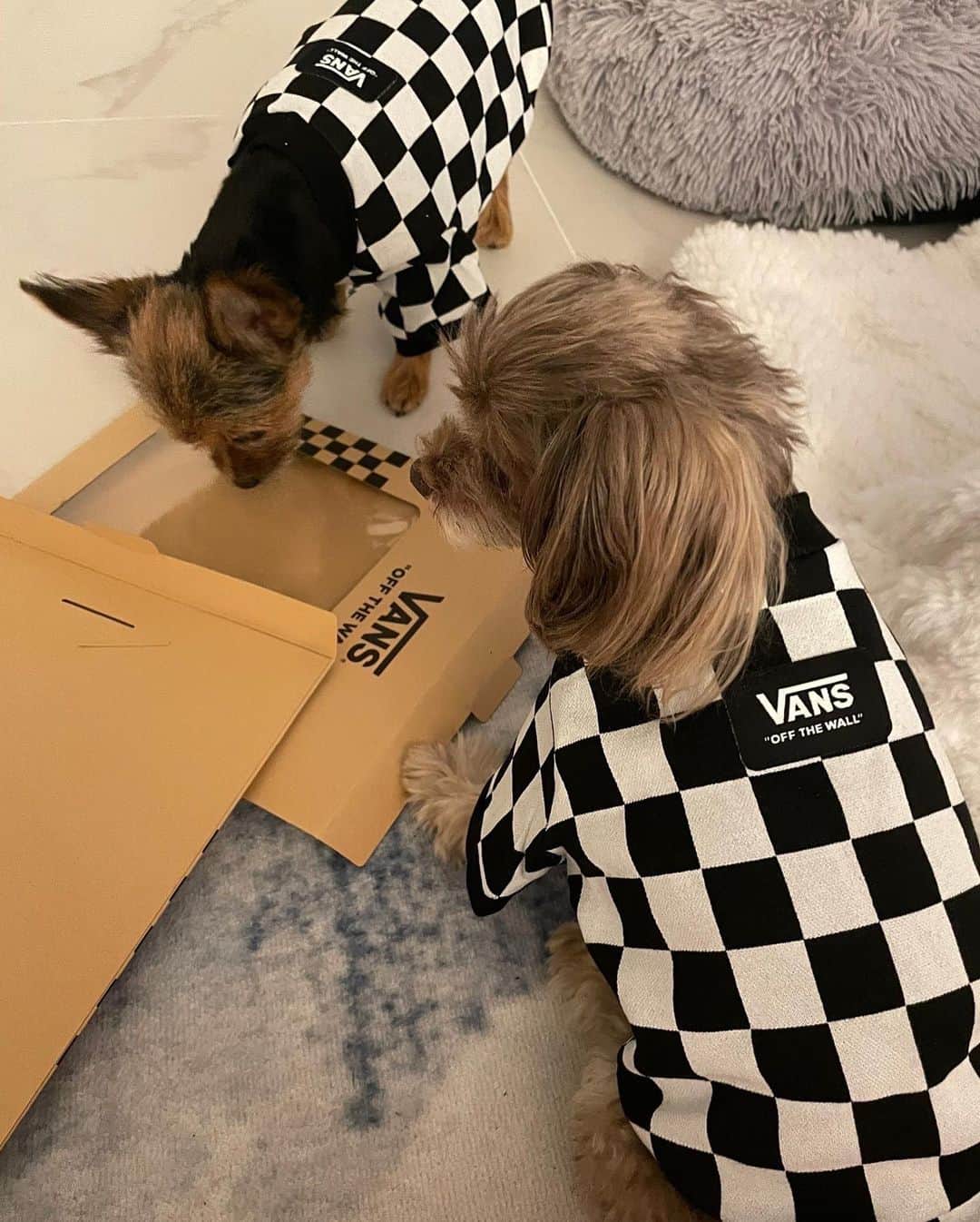 倖田來未さんのインスタグラム写真 - (倖田來未Instagram)「. vans犬🐶 かわいー💜 ⁡ 明日月曜日かー、、、早い週末。。、 いっちょ頑張るかっ💪😤 月曜日に気合い！笑笑 ⁡ #vans @vans @vansjapan #dog #fashion #kodakumi #倖田來未」11月6日 21時34分 - kodakumi_official